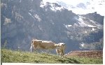 Cows in Swiss Alps